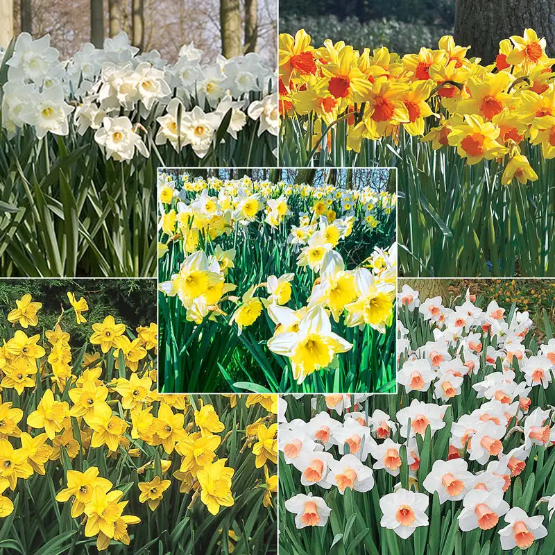 Daffodils for Naturalizing Collection