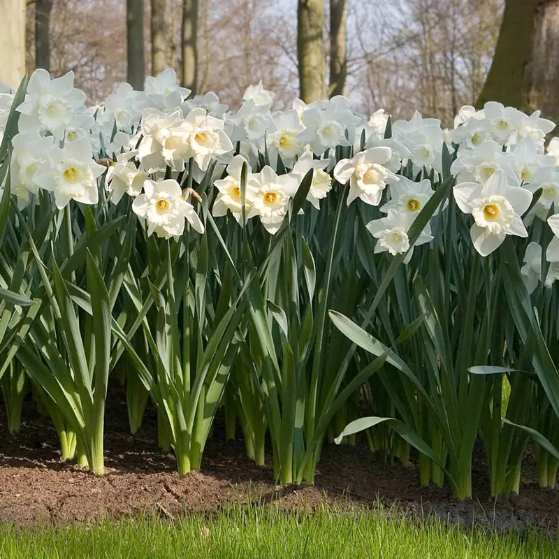 362-daffodils-for-naturalizing-collection-1.webp