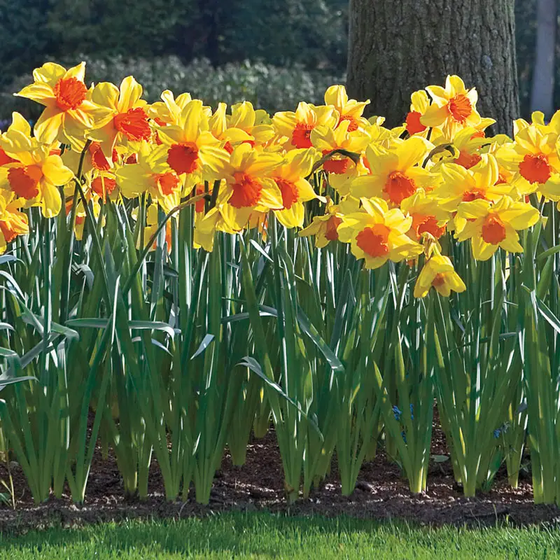 362-daffodils-for-naturalizing-collection-1.webp