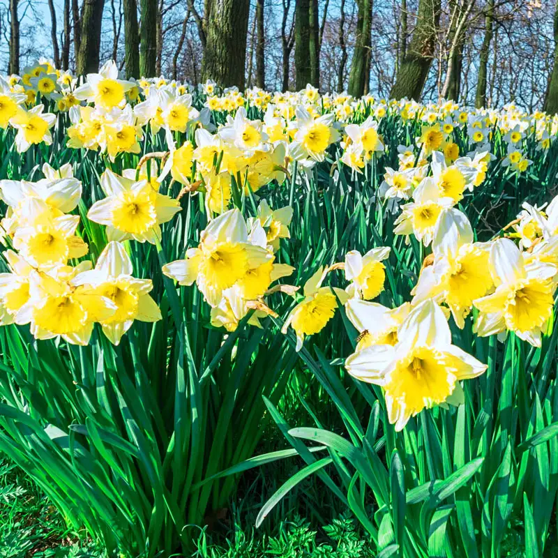 362-daffodils-for-naturalizing-collection-1.webp