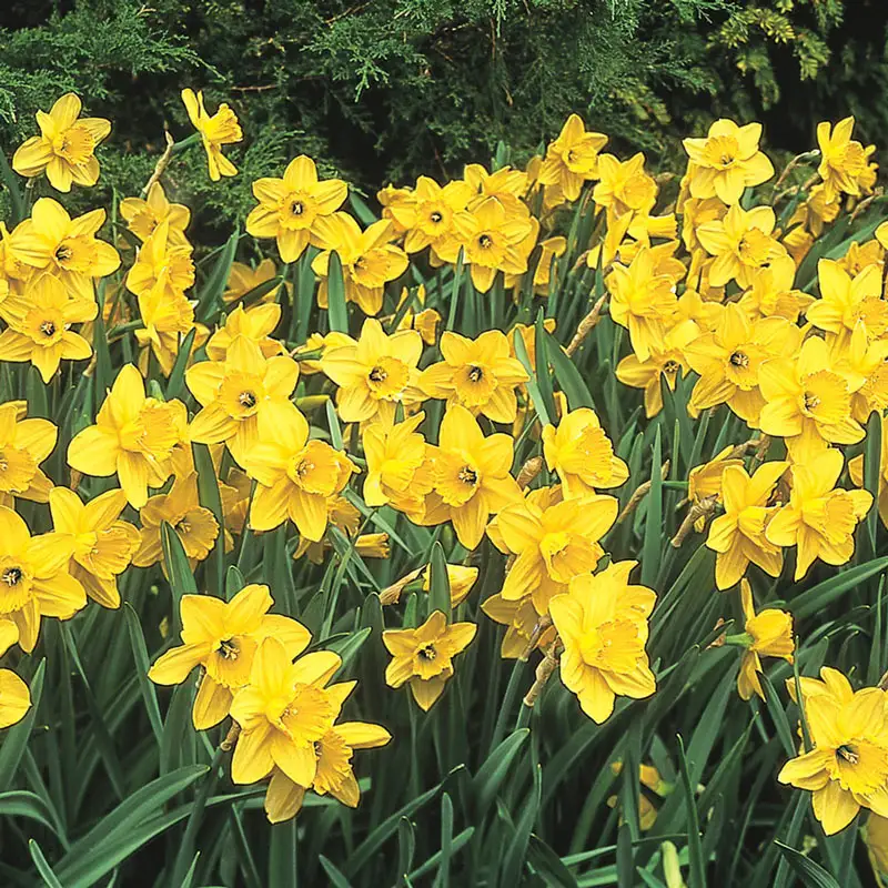 362-daffodils-for-naturalizing-collection-1.webp