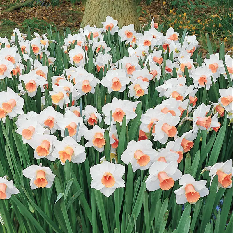 362-daffodils-for-naturalizing-collection-1.webp