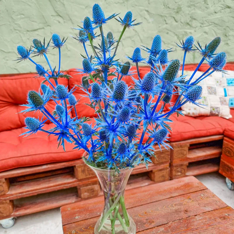 Beachside Blue Sea Holly Super Sak®
