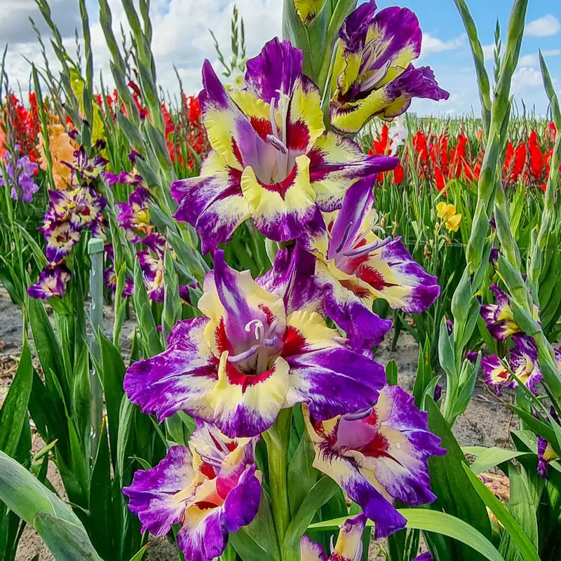 370-festival-of-colors-gladiolus-collection-1.webp
