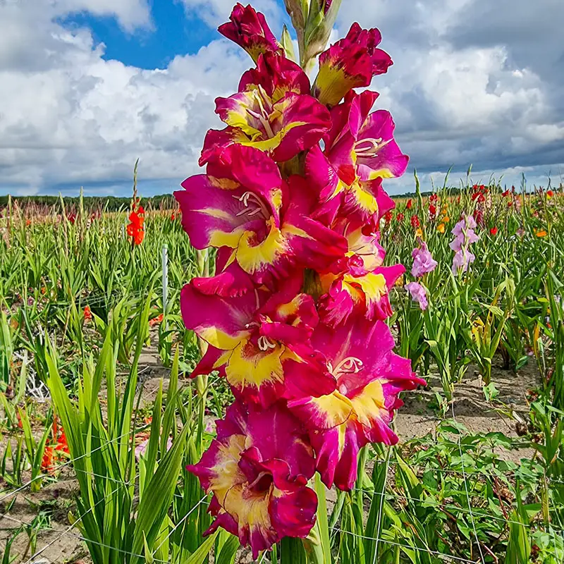 370-festival-of-colors-gladiolus-collection-1.webp