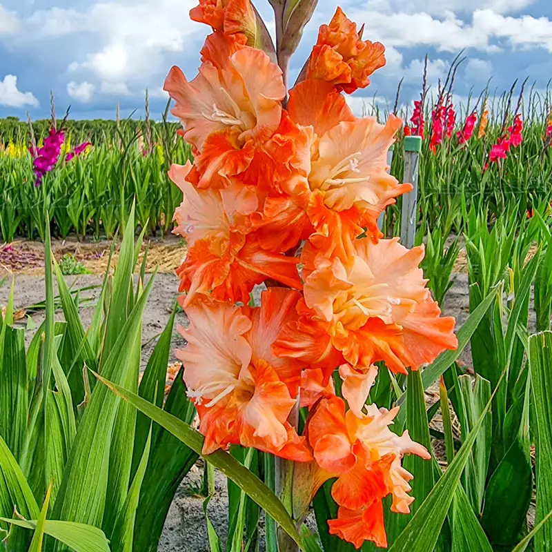 370-festival-of-colors-gladiolus-collection-1.webp