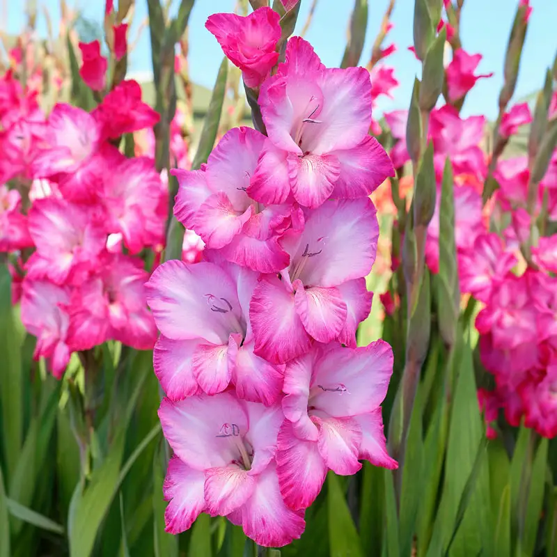 370-festival-of-colors-gladiolus-collection-1.webp