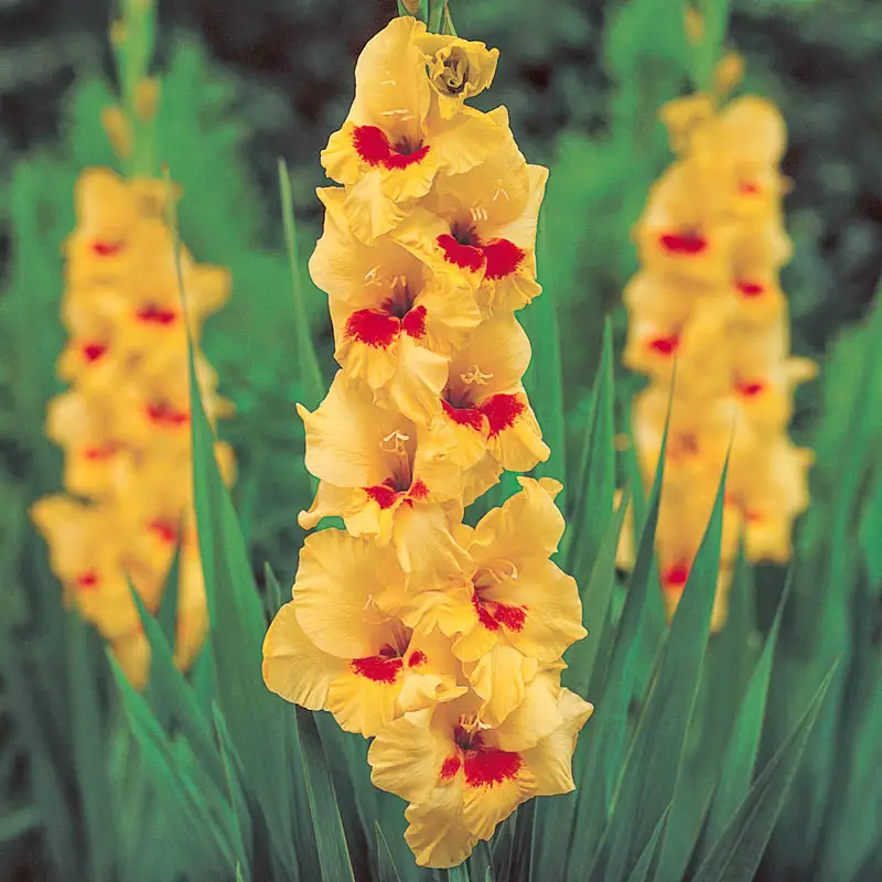 370-festival-of-colors-gladiolus-collection-1.webp