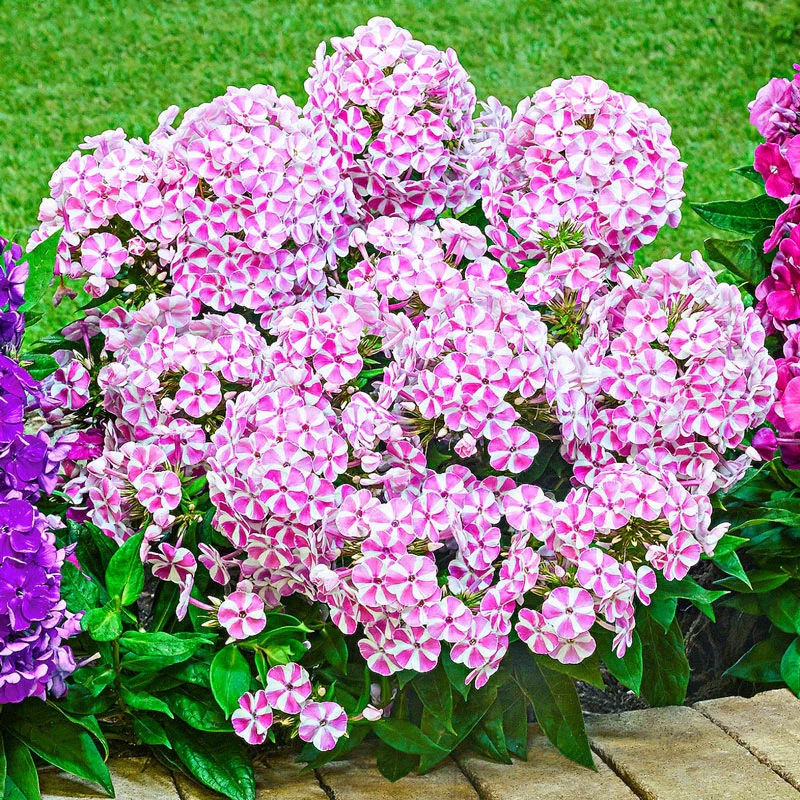 Candy Crush BambiniÂ® Phlox