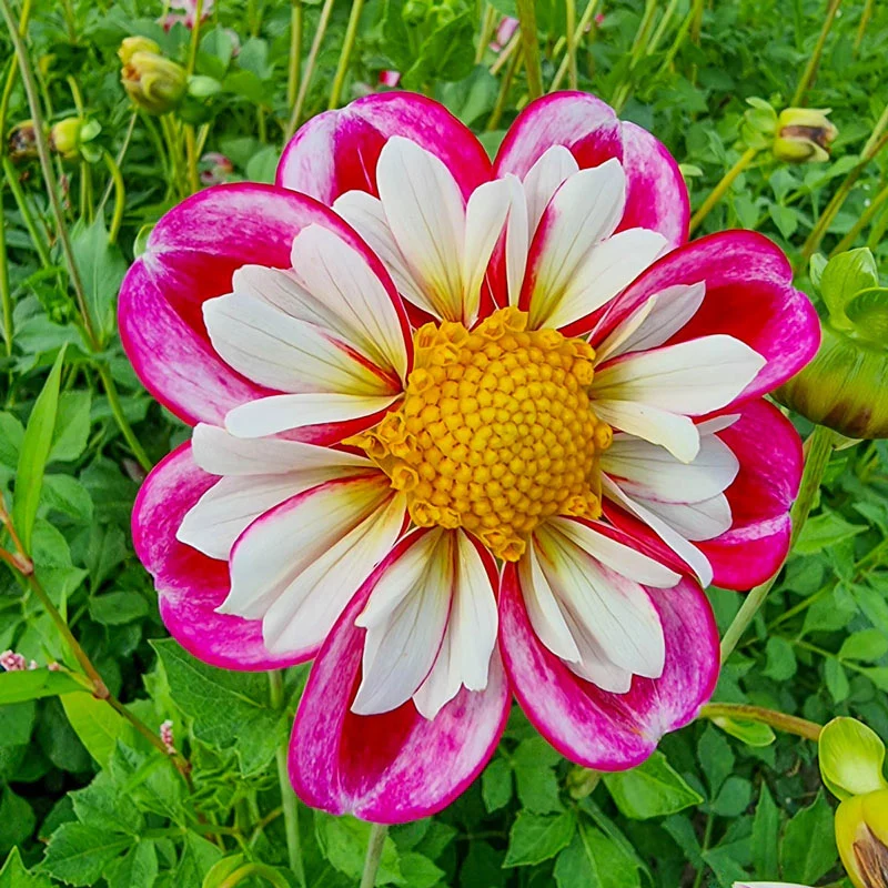 377-bumble-rumble-dahlia-1.webp
