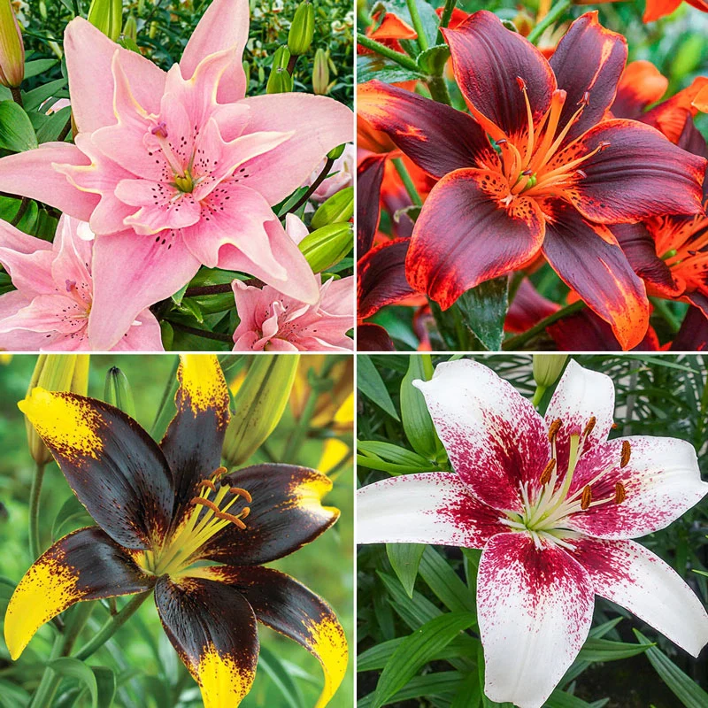 380-favourite-lily-collection-1.webp