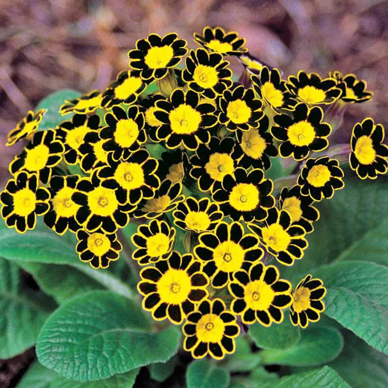 381-bumble-bee-primrose-1.webp