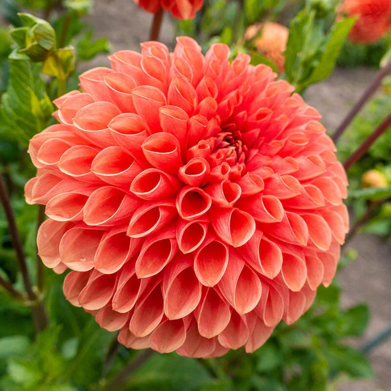 Jowey Linda Dahlia