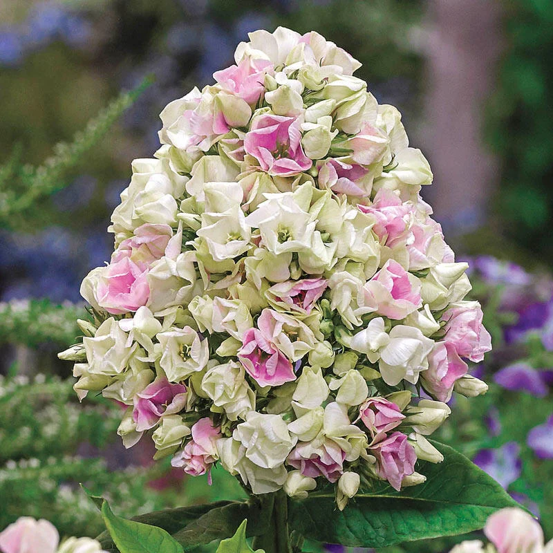 Crème de la Crème Phlox 1 385-cr-me-de-la-cr-me-phlox-1.webp