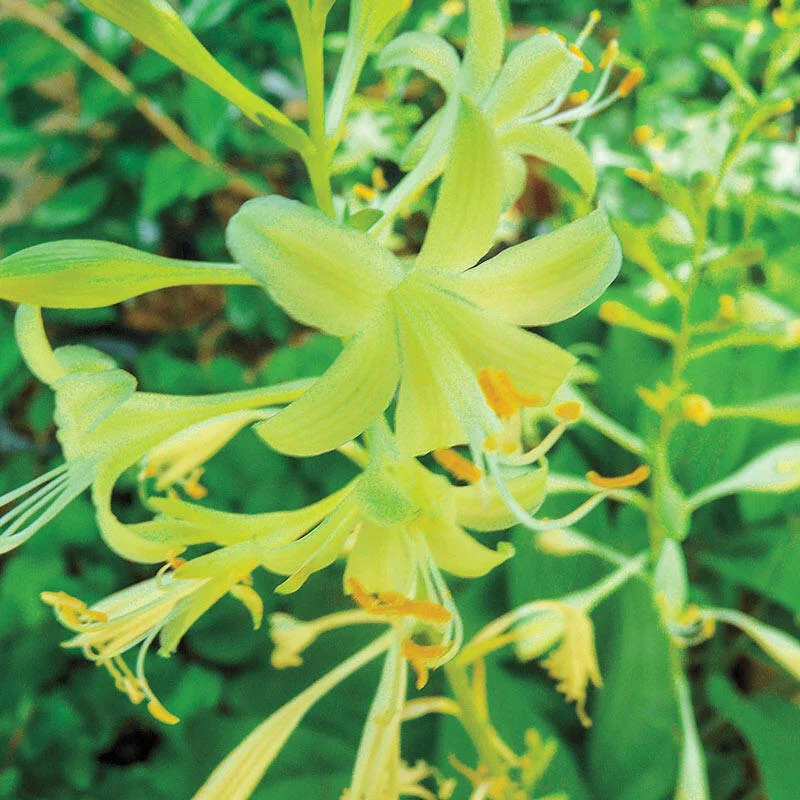 386-miracle-lemony-hosta-1.webp