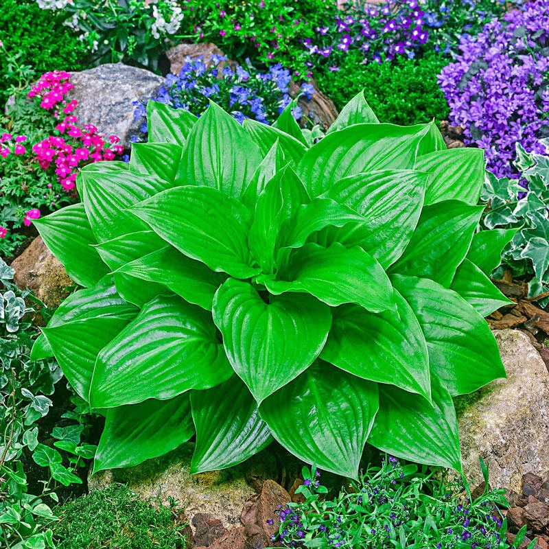 386-miracle-lemony-hosta-1.webp