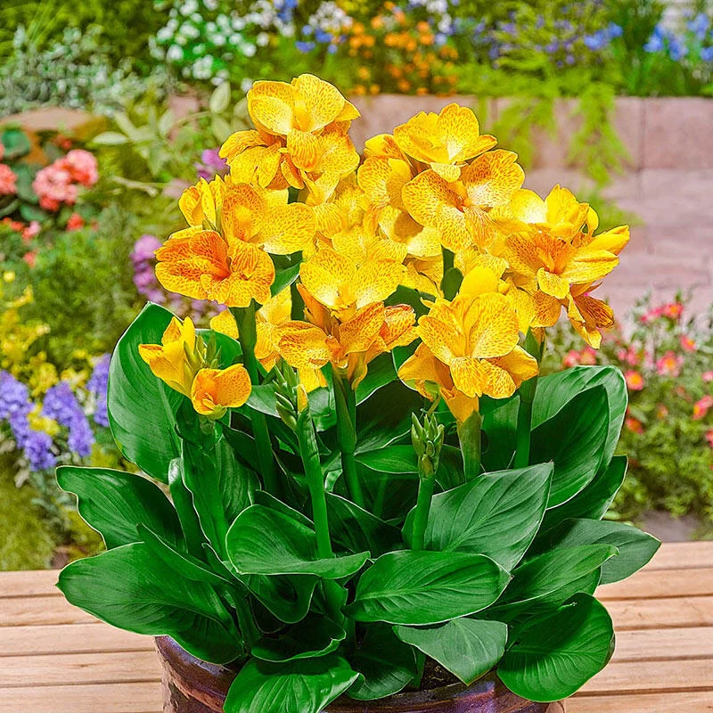 Happy EmilyÂ® Canna