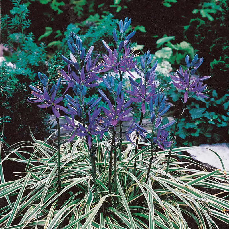 Blue Melody Camassia