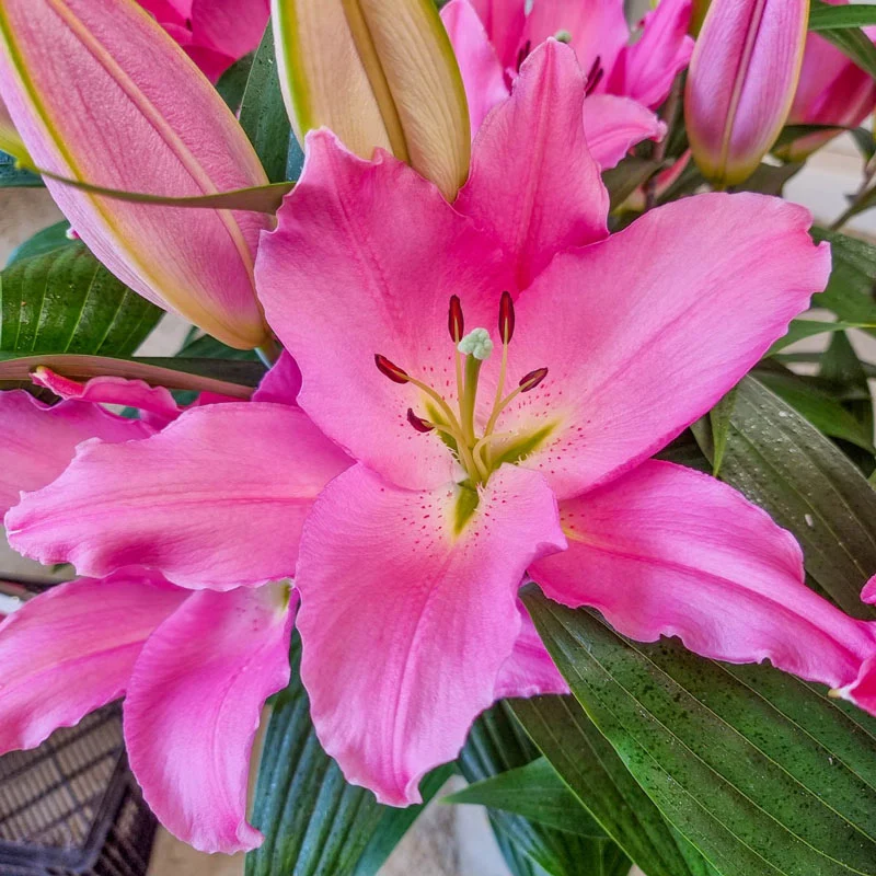 394-liber-touch-lily-1.webp