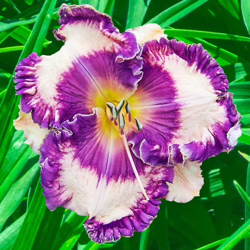 395-hanalei-bay-reblooming-daylily-1.webp