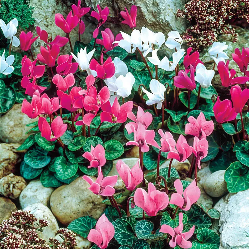 6 Months of Flowering Cyclamen