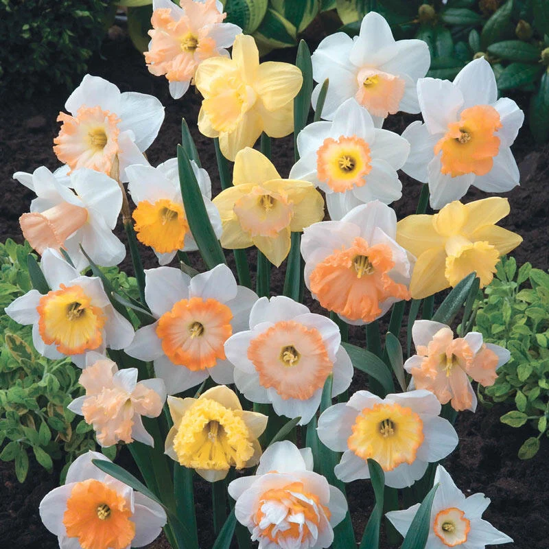 Hybridizer's Pink Daffodil Mixture 1 399-hybridizer-s-pink-daffodil-mixture-1.webp