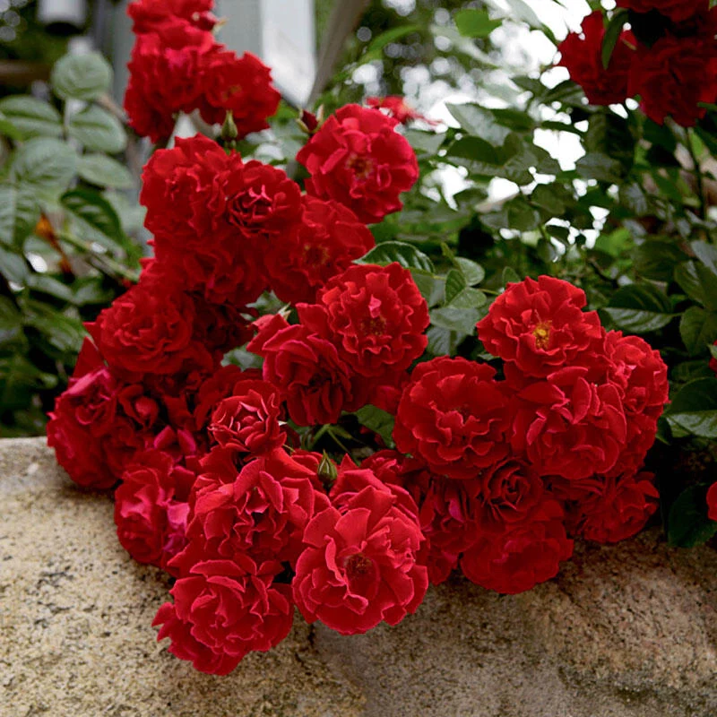 Red RibbonsÂ® Groundcover Rose