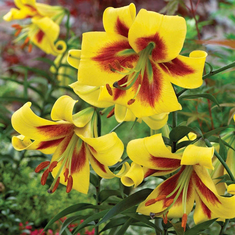 Robert Swanson Lily TreeÂ®