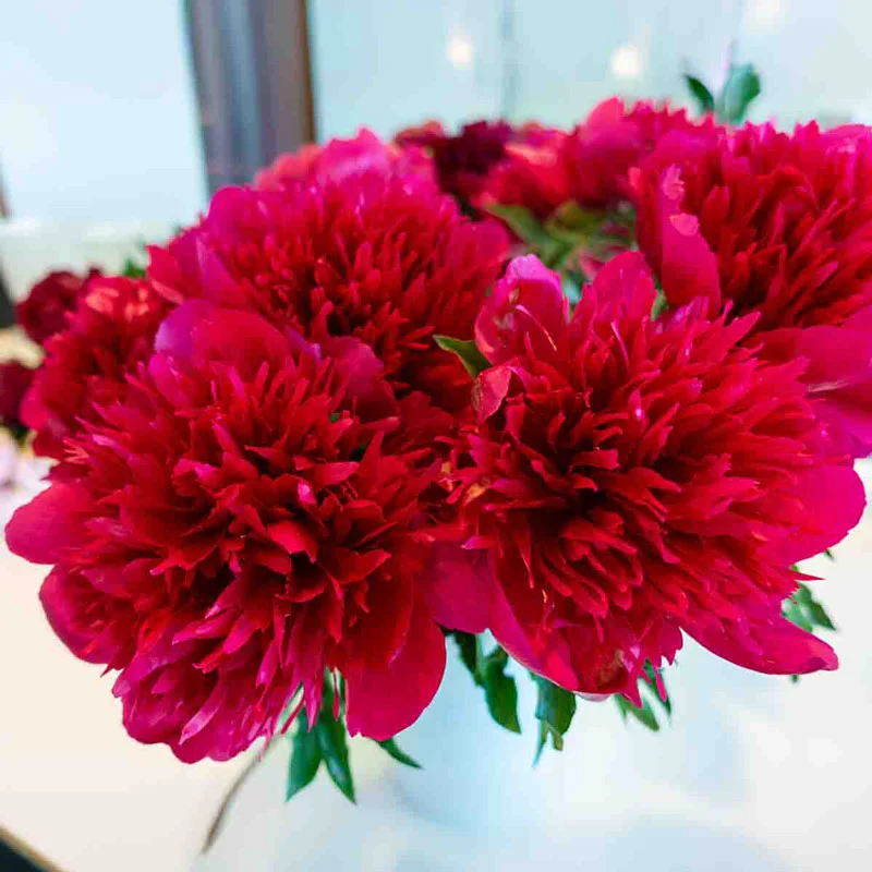Many Happy Returns Peony