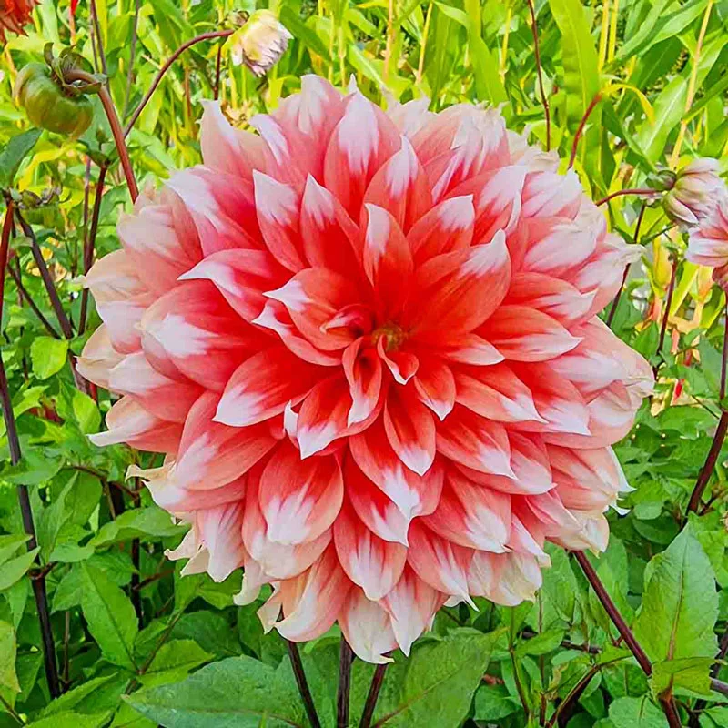 Holland Festival Dahlia