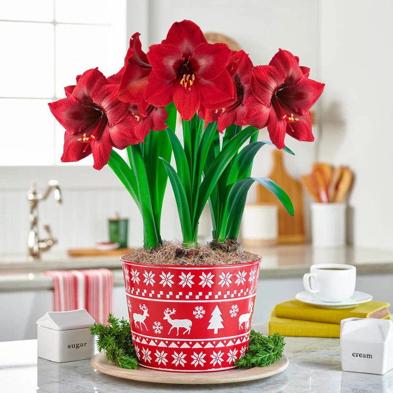 Karoo Amaryllis Single & Triple