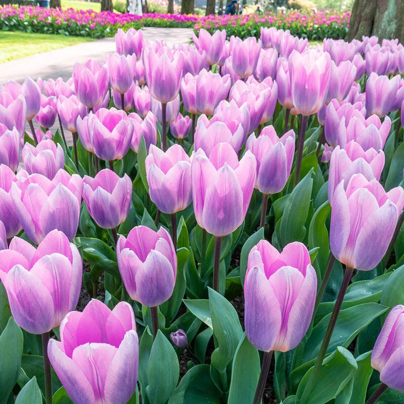 Light and Dreamy Tulip
