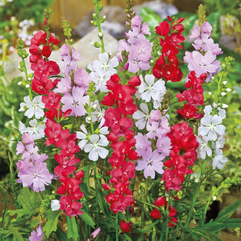 Miniature Hollyhock Mixture Super SakÂ®