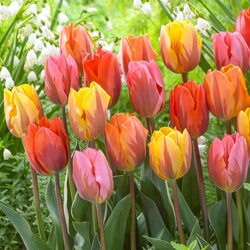 Royal Princess Tulip Mixture