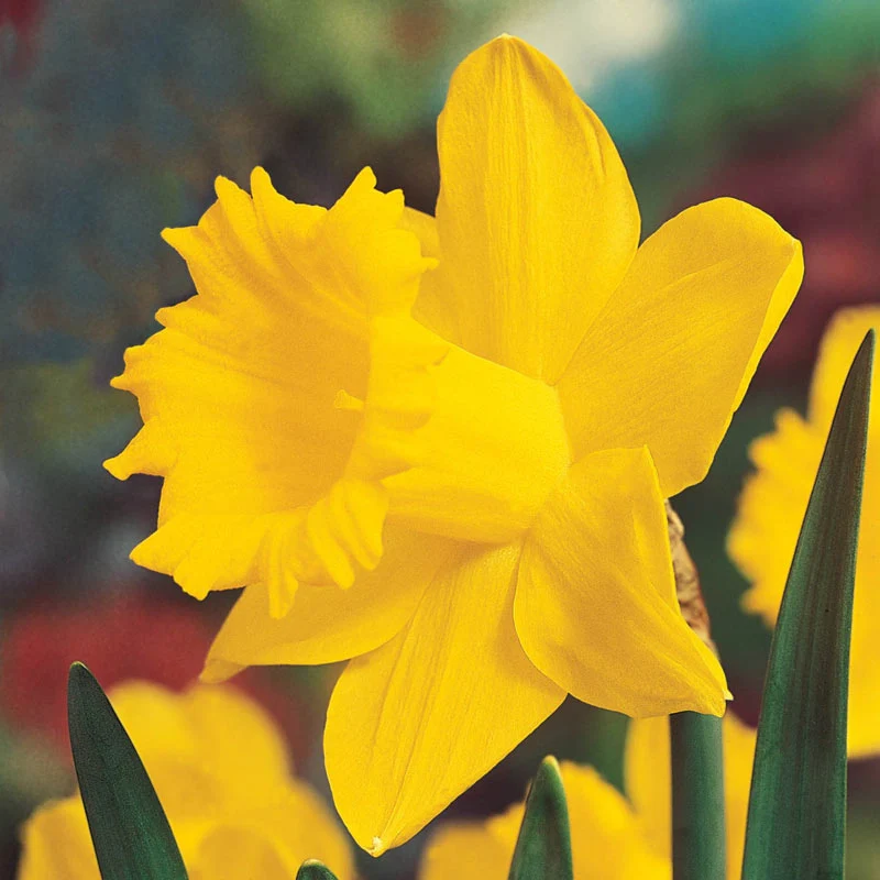 Breck'sÂ® Colossalâ¢  Daffodil