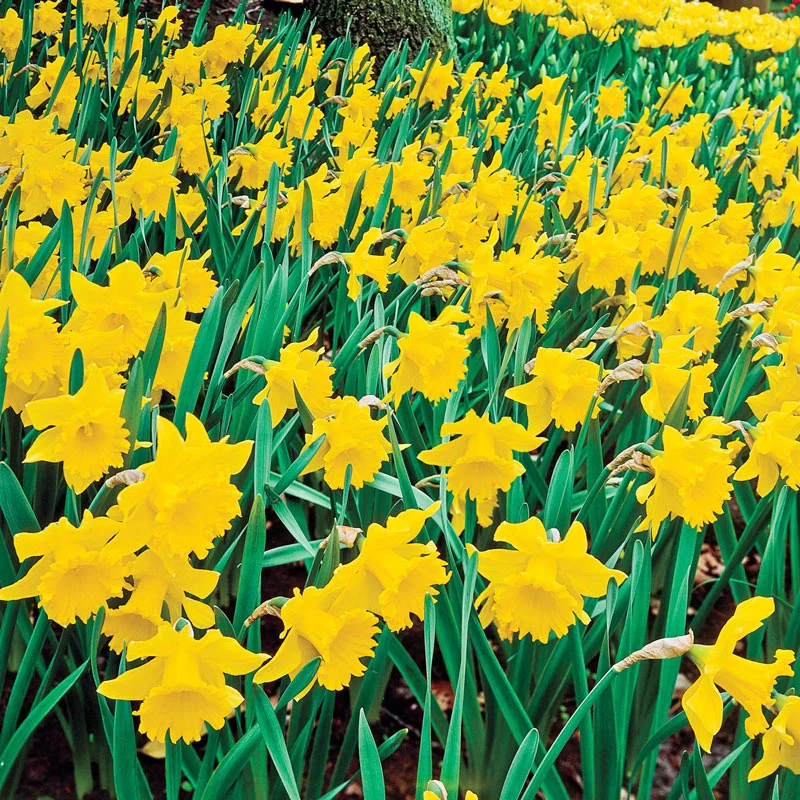 Breck's® Colossal⢠Daffodil