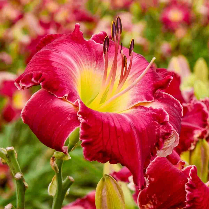 Blood Sweat and Tears Reblooming Daylily