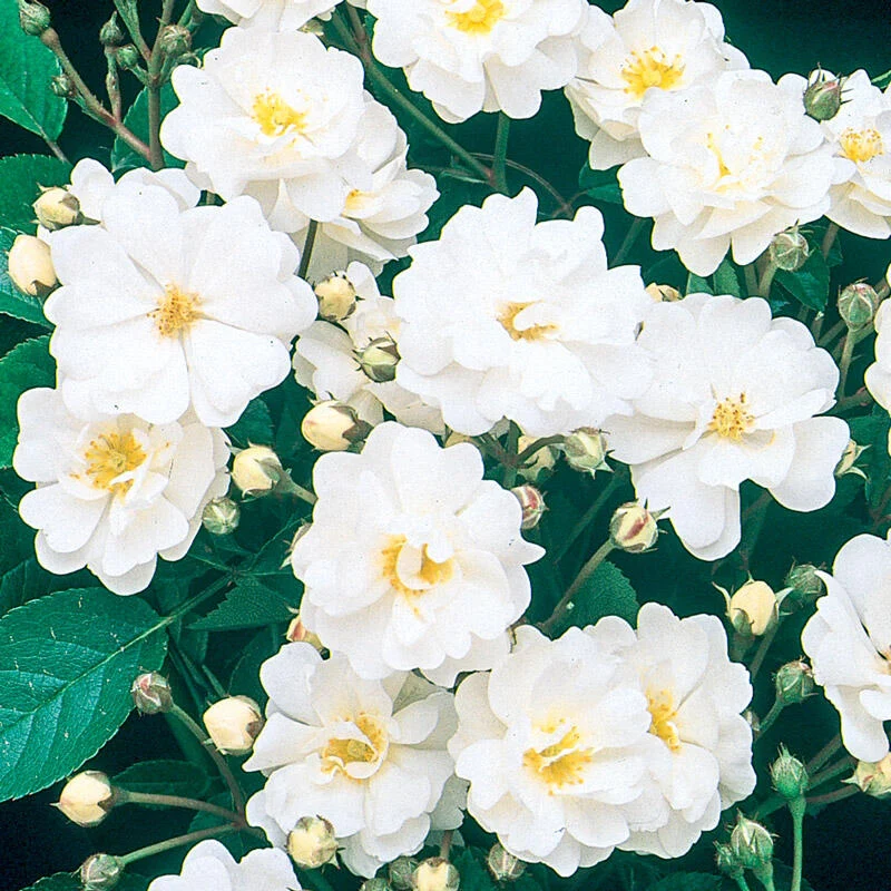 Gourmet Popcorn Rose