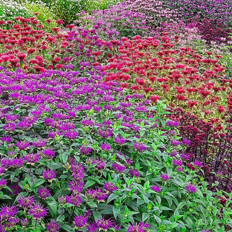 426-candy-shop-bee-balm-mixture-1.webp