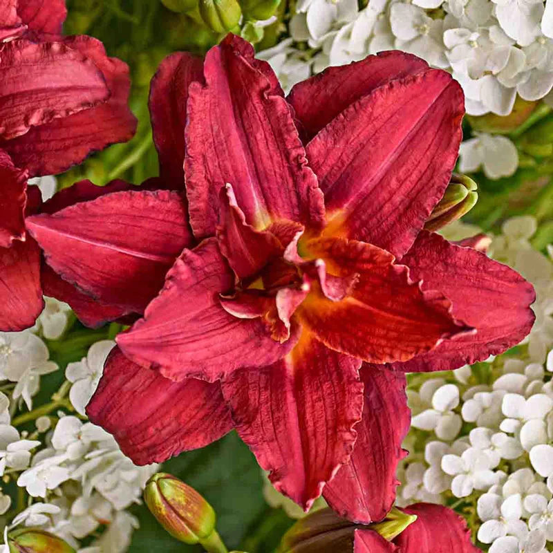 427-double-pardon-me-reblooming-daylily-1.webp