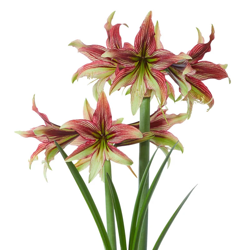 Mystica Amaryllis Bulb
