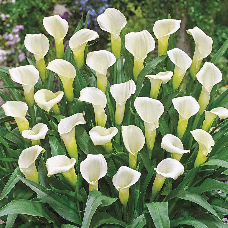 433-calla-lily-collection-1.webp