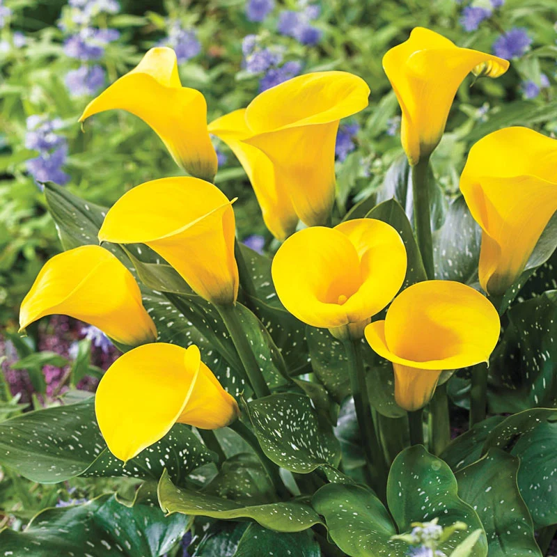 433-calla-lily-collection-1.webp