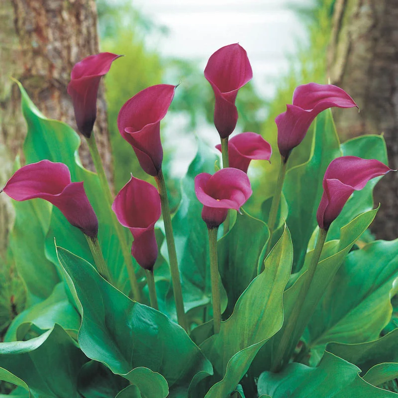 433-calla-lily-collection-1.webp