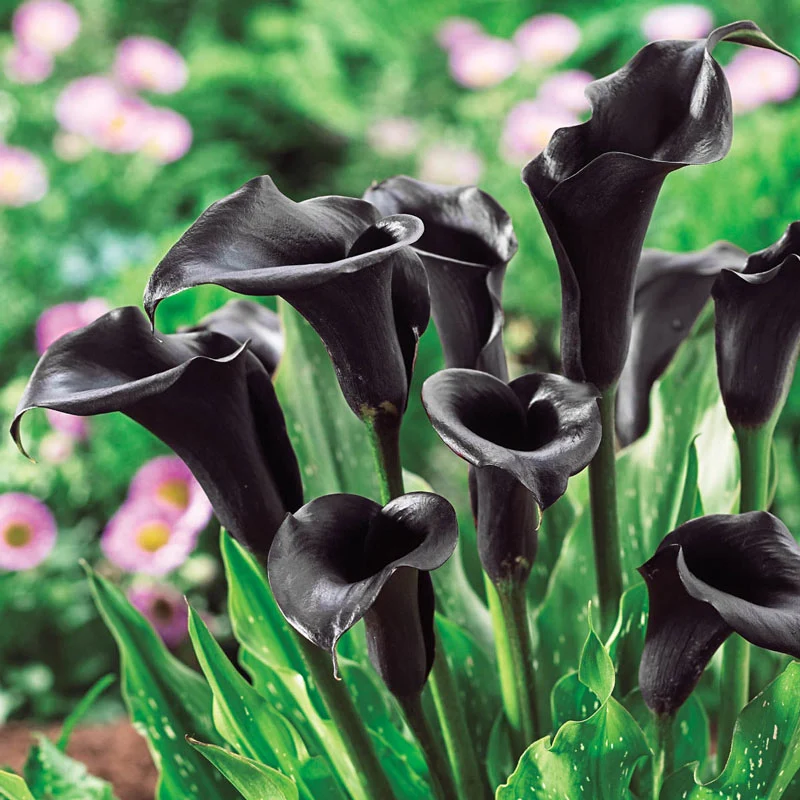 433-calla-lily-collection-1.webp