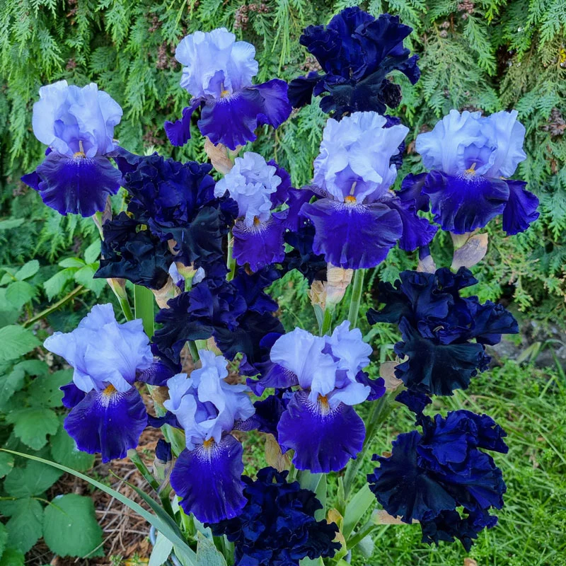 436-blue-velvet-bearded-iris-mixture-1.webp