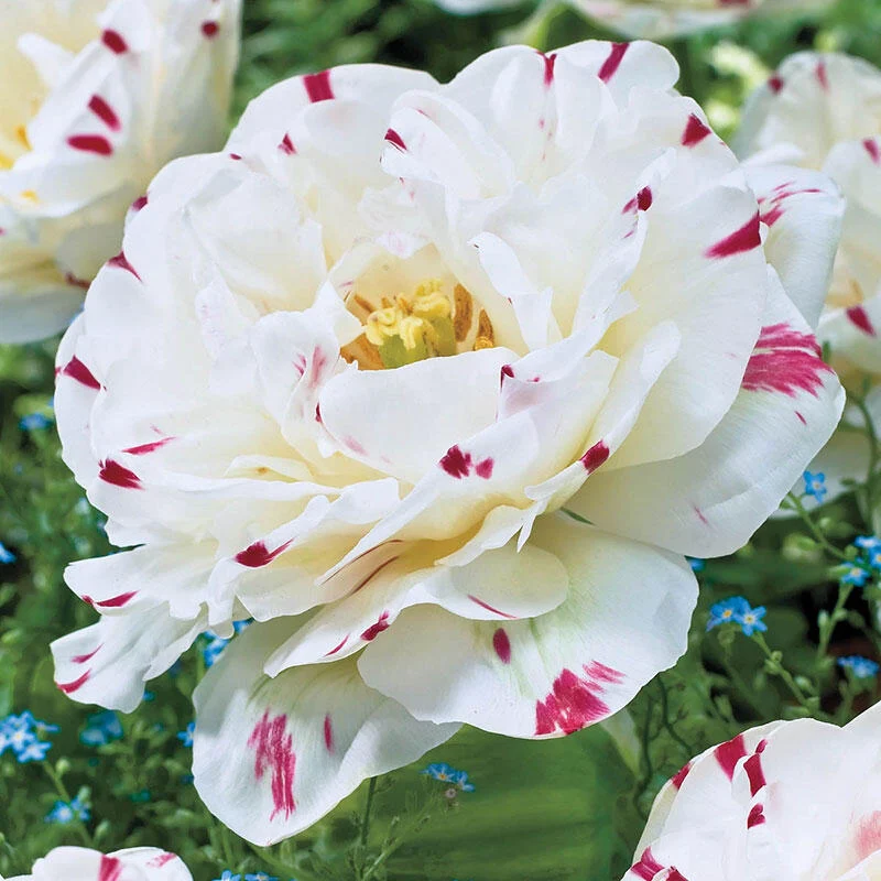 440-danceline-tulip-1.webp