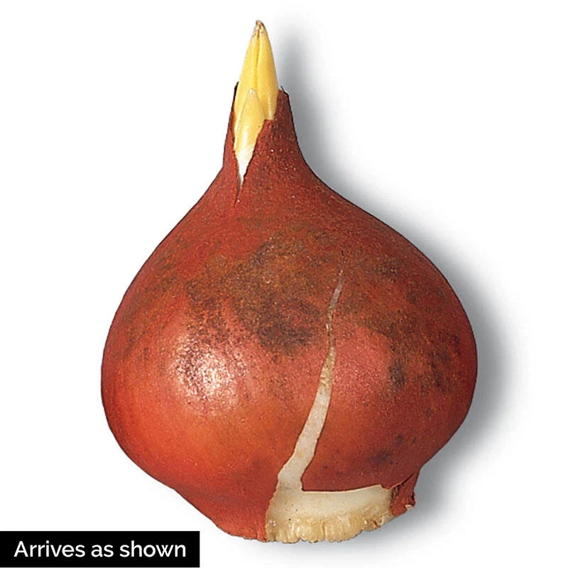 440-danceline-tulip-1.webp