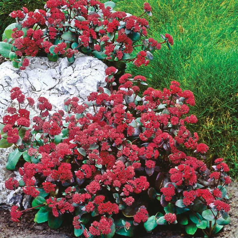 445-red-cauli-sedum-1.webp