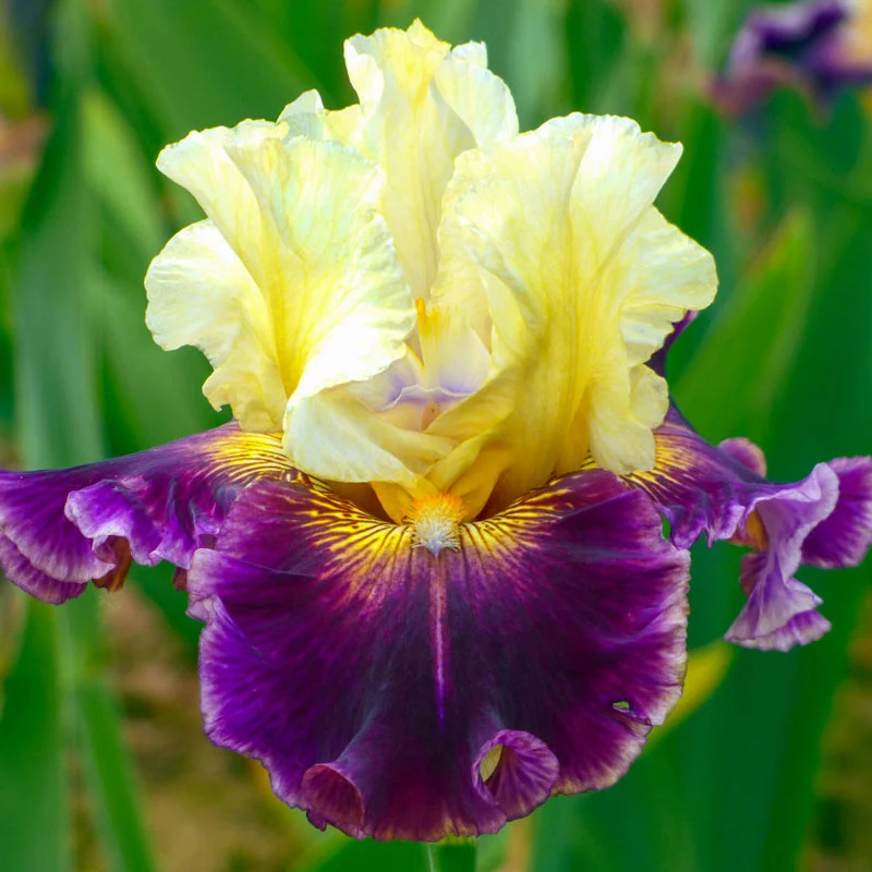 448-frenchglen-reblooming-bearded-iris-1.webp